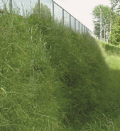 Wire Wall Finish Option: Vegetated, Grown in